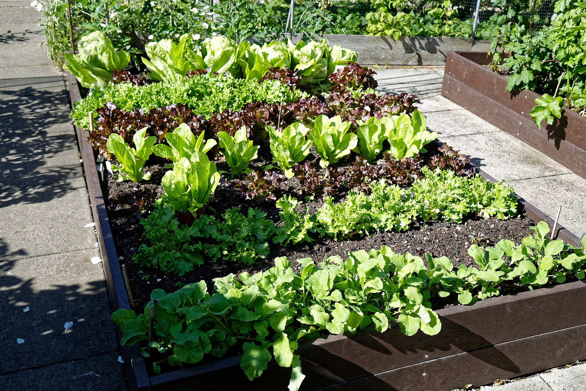 Wooden raised vegetable bed planted with rows of lettuce and leafy greens in a backyard garden