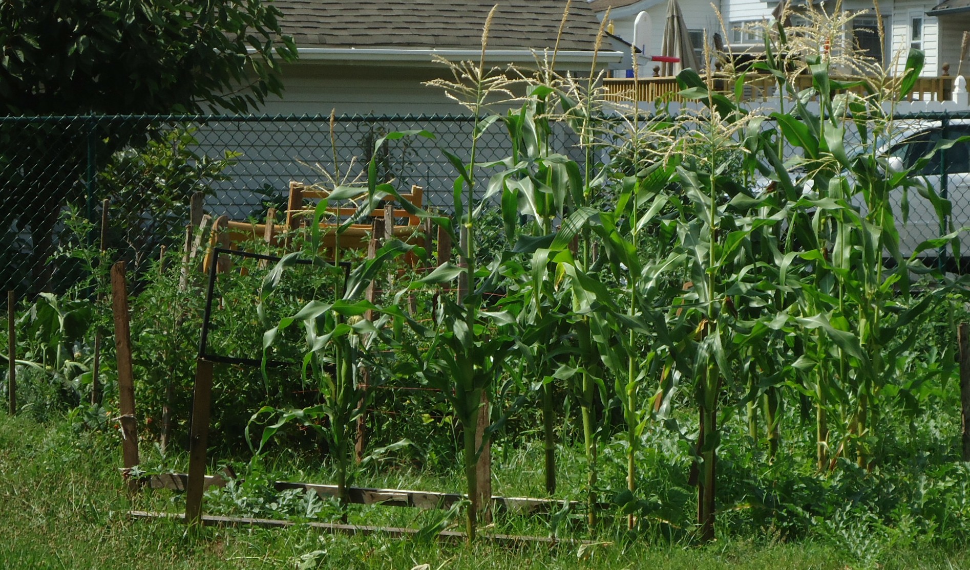 Tall corn and other vegetables growing along a fence in a suburban backyard garden