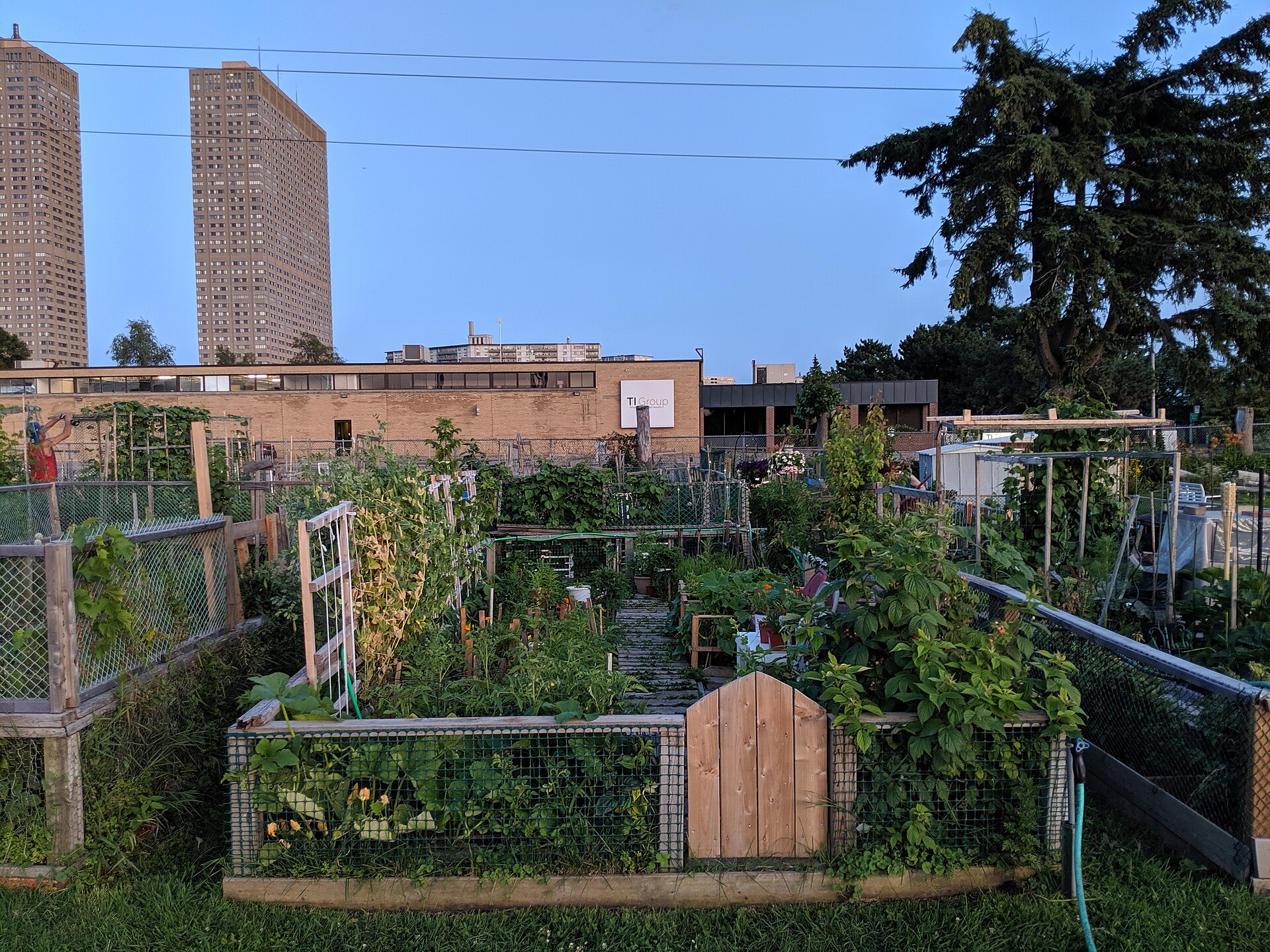 Fenced community garden plots with climbing vegetables and apartment towers behind in Thorncliffe Park, Toronto